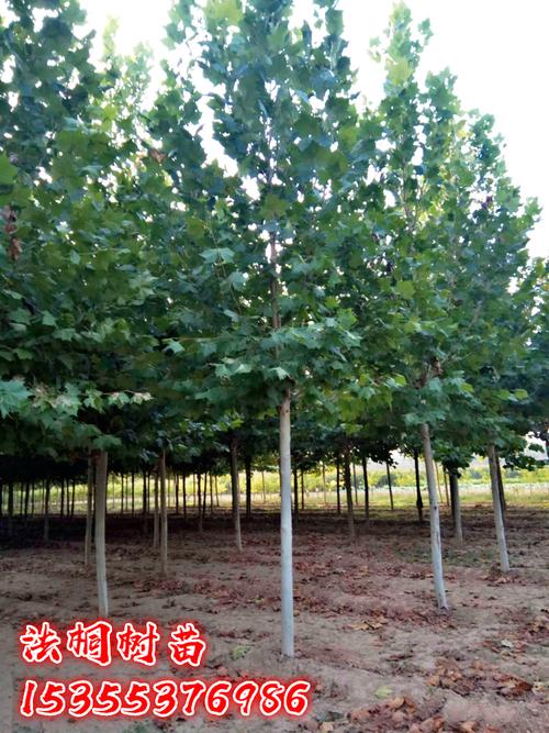 法國(guó)梧桐樹樹苗大樹庭院風(fēng)景樹行道園林綠化苗木南方種植青桐法桐