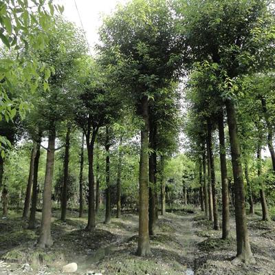 香樟樹[價格面議] 重慶苗木銷售-北碚區鴻鋒琳花木園藝場