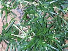 郴州市蘇仙區(qū)宏達(dá)草皮苗木基地公司簡(jiǎn)介郴州市蘇仙區(qū)宏達(dá)草皮苗木基地