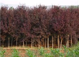 紫葉李-華達(dá)園林綠化苗木園藝場(chǎng)苗木產(chǎn)品