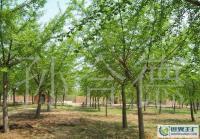 廠家低價(jià)直銷各種規(guī)格銀杏樹(shù)苗木[供應(yīng)]_綠化苗木