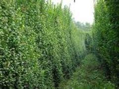 北海道黃楊當選聚寶花卉苗木 扶芳藤價格圖片|北海道黃楊當選聚寶花卉苗木 扶芳藤價格產品圖片由青州市聚寶花卉苗木專業合作社公司生產提供