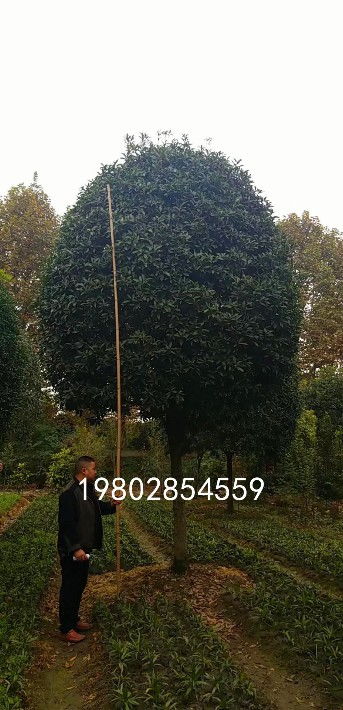 【桂花樹出售,苗木種植基地批發(fā)】- 