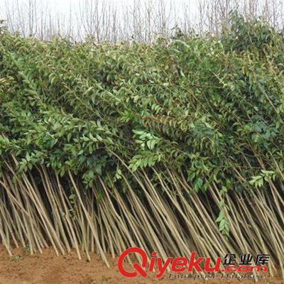 綠化工程苗木 大葉女貞樹苗 綠化小苗高桿女貞苗學(xué)校工廠單位綠化-灌南縣大平原花木專業(yè)合作社提供綠化工程苗木 大葉女貞樹苗 綠化小苗高桿女貞苗學(xué)校工廠單位綠化的相關(guān)介紹、產(chǎn)品、服務(wù)、圖片、價格灌南縣大平原花木專業(yè)合作社、大葉女貞;國槐;欒樹;紅葉石楠;金森女貞;無刺構(gòu)骨;竹柳;紫薇;紫葉李;鮮切花;蜀檜