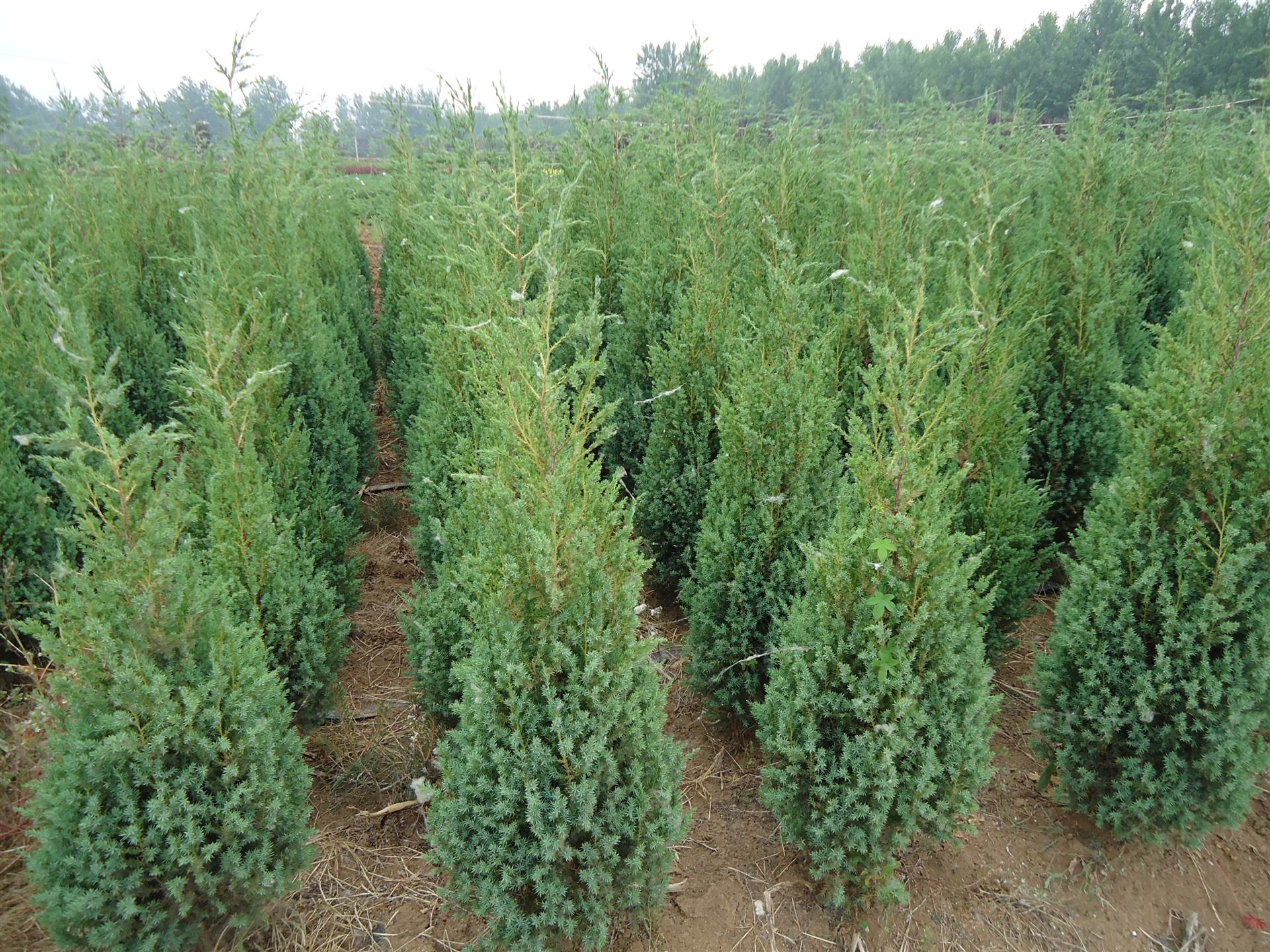 檜柏/圓柏 苗木大量供應(yīng) 量大從優(yōu) 產(chǎn)地直銷 - 苗木批發(fā)網(wǎng)