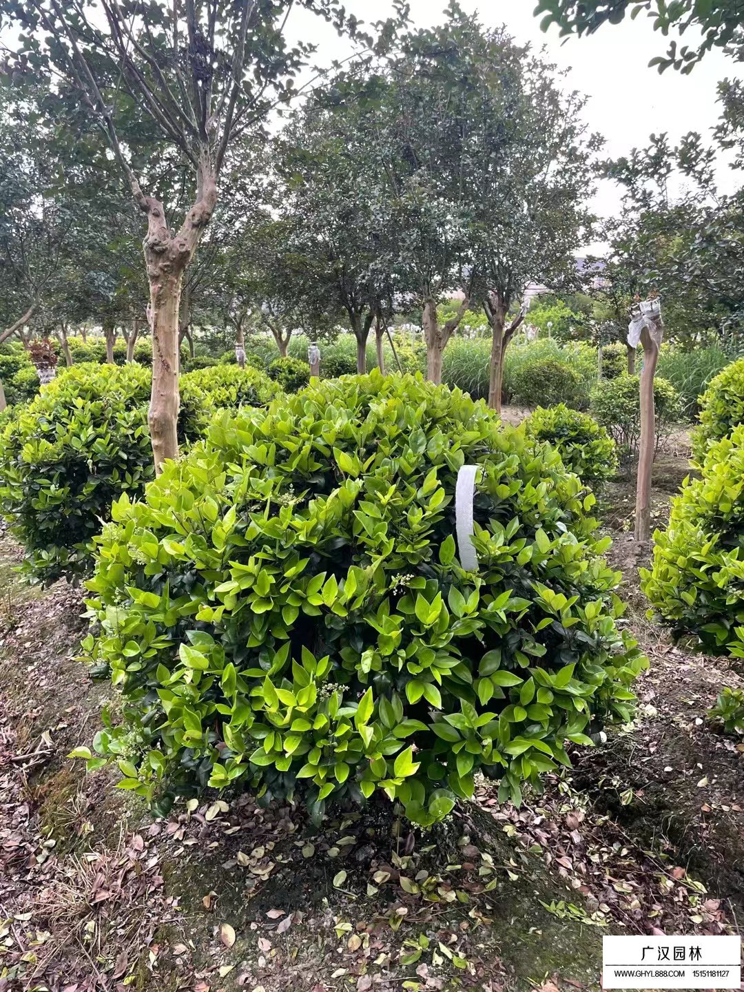 沭陽金森女貞球-供應信息-綠化苗木_苗木批發_沭陽縣廣漢園林苗木場