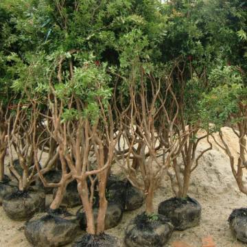 【常德安鄉(xiāng)臺(tái)灣樹葡萄怎么種圖片常德安鄉(xiāng)臺(tái)灣樹葡萄怎么種】平和縣益達(dá)紅苗木專業(yè)合作社 - 產(chǎn)品庫