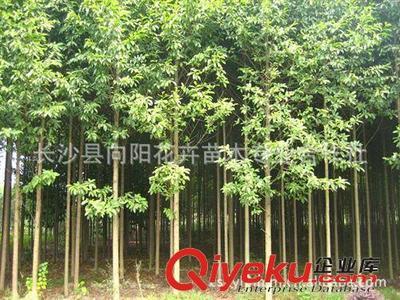 喬木-湖南向陽花木合作社供10公分優(yōu)質(zhì)樂昌含笑-長沙縣向陽花卉苗木專業(yè)合作社提供喬木-湖南向陽花木合作社供10公分優(yōu)質(zhì)樂昌含笑的相關(guān)介紹、產(chǎn)品、服務(wù)、圖片、價(jià)格長沙縣向陽花卉苗木專業(yè)合作社、香樟;桂花;廣玉蘭;樂昌含笑;羅漢松;欒樹;石榴;紅楓;杜英;櫻花;雪松;楊梅;杜鵑;金森女貞;香泡;金葉女貞;欏木石楠;紅桎木古樁;紅花繼木;十大功勞