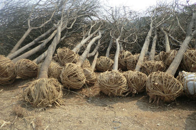 河北國槐樹國槐價(jià)格-城鎮(zhèn)綠化-供應(yīng)-山東盈通苗木基地-一畝田農(nóng)產(chǎn)品商務(wù)平臺(tái)