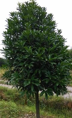 【【海口苗圃】綠化苗菱角三環(huán) 道路綠化苗木綠化苗木基地】價(jià)格_廠家_圖片