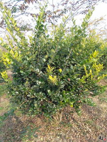 精品香樟 欒樹 金森女貞球推薦 公司相冊 天長市榮沁苗木種植專業(yè)合作社