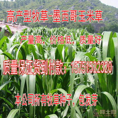 【牧草種子批發(fā)菊苣種子廠家直銷量大優(yōu)惠高丹草包發(fā)芽】沭陽學(xué)浩苗木場 - 產(chǎn)品庫
