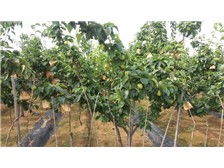 溫江鈞滔園林苗圃產品展示