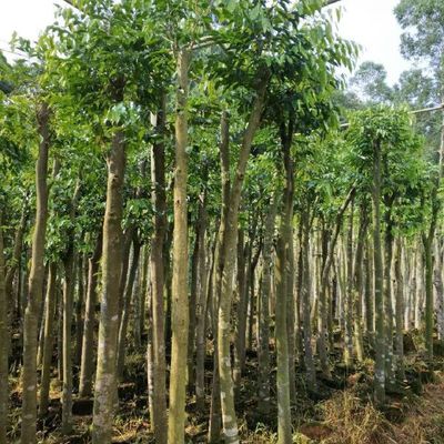 沉香苗木(奇楠苗木),沉香產品,化橘紅苗木,化橘紅產品