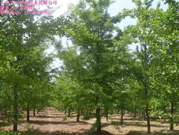 優質白蠟苗木 優質白蠟苗木 黃河苗木優質白蠟苗木