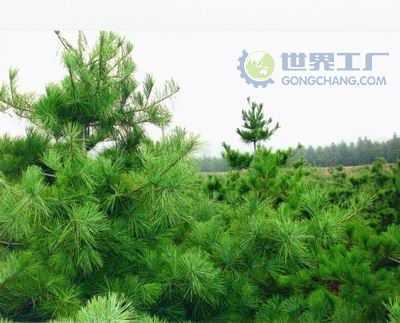 主營(yíng)產(chǎn)品_西安市綠地白皮松苗木繁育基地