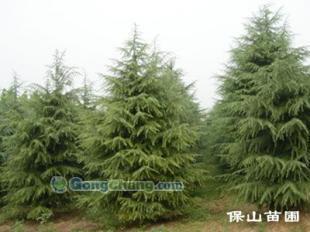 供應(yīng)雪松質(zhì)量好,價(jià)格合理,選購(gòu)就在保山苗木基地!_紡織皮革_世界工廠網(wǎng)中國(guó)產(chǎn)品信息庫