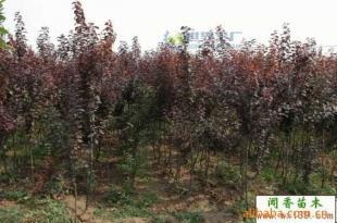 供應(yīng)紫葉李小苗 紅葉李工程苗 當(dāng)年生紫葉李價(jià)格_農(nóng)副產(chǎn)品_世界工廠網(wǎng)中國(guó)產(chǎn)品信息庫