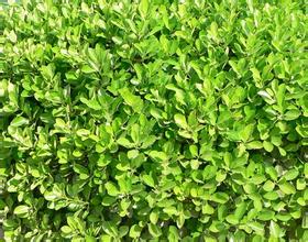 成活率高的園林綠化苗木 價(jià)格合理的綠化苗木彥霞花卉苗木供應(yīng)