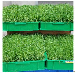 中農(nóng)藍(lán)天有機(jī)芽苗菜產(chǎn)品 中農(nóng)藍(lán)天有機(jī)芽苗菜產(chǎn)品圖片 中農(nóng)藍(lán)天有機(jī)芽苗菜怎么樣 最新中農(nóng)藍(lán)天有機(jī)芽苗菜產(chǎn)品展示