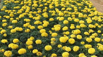 國(guó)慶菊價(jià)格 哪里能買到優(yōu)質(zhì)國(guó)慶菊