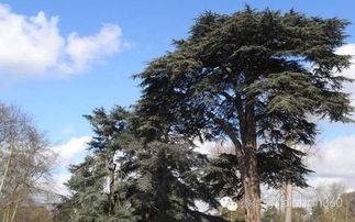 綠城集團(tuán)園林軟景苗木圖譜 全套