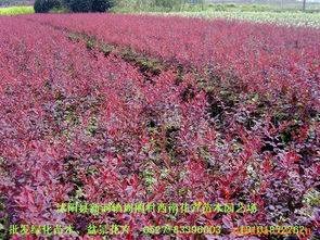 沭陽縣新河鎮(zhèn)周圈村西南花卉苗木園藝場 灌木產(chǎn)品列表
