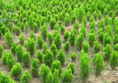 山西苗木產(chǎn)業(yè)前途迷茫 路在何方?-