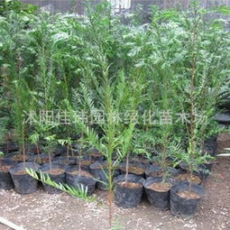 沭陽佳瑋園林綠化苗木場