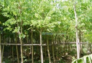 供應廣東苗木羊蹄甲-低價批發羊蹄甲-羊蹄甲價格_農副產品_世界工廠網中國產品信息庫