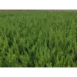 工程用綠化苗木 小區用綠化苗木培育基地價格