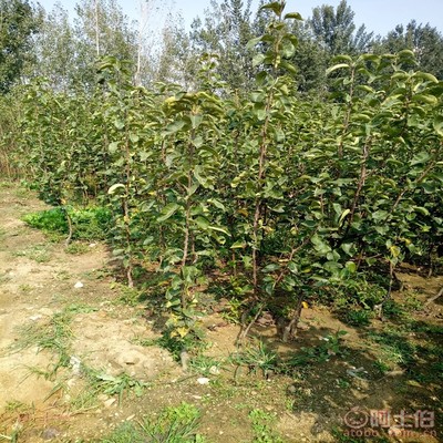 【梨苗怕水嘛口碑廠家黃金梨苗幾月份栽生長結(jié)果狀】泰安高新區(qū)旺運苗木中心 - 產(chǎn)品庫