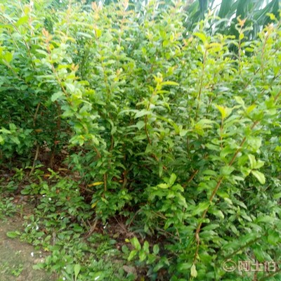 【高桿山楂苗畝產(chǎn)品種全的 山楂苗基地廠家供貨】泰安高新區(qū)旺運苗木中心 - 產(chǎn)品庫