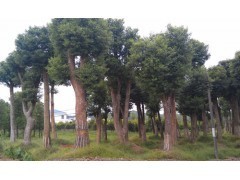 2013年湖南香樟樹最新報(bào)價(jià)/湖南工程綠化苗木價(jià)格查詢|喬灌木|綠化苗木|供應(yīng)信息|597苗木網(wǎng)