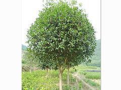 廣西苗木供應(yīng)上哪買好:園林苗木價(jià)位圖片|廣西苗木供應(yīng)上哪買好:園林苗木價(jià)位產(chǎn)品圖片由廣西融通四海貿(mào)易公司生產(chǎn)提供-