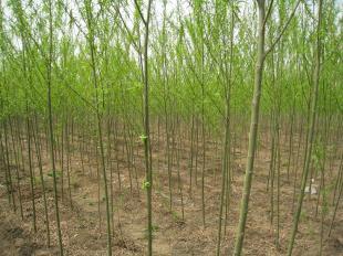 出售雄性無(wú)絮速生垂柳唐山|青皮垂柳|依嶺_農(nóng)副產(chǎn)品_世界工廠網(wǎng)