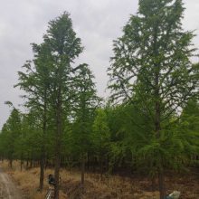 【鹽城水杉樹價格圖片】鹽城水杉樹價格 - 蘇杉苗木