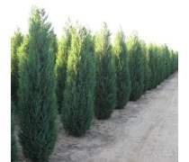 【供應(yīng)側(cè)柏樹苗/3米側(cè)柏樹苗價錢/山東側(cè)柏樹苗基地】泰安開發(fā)區(qū)通達苗木繁育中心 - 產(chǎn)品庫