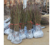 映雪紅桃樹苗產(chǎn)品信息