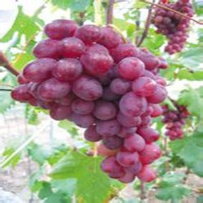 供應(yīng)【盧龍明杰葡萄木苗價格供應(yīng)貴州。】葡萄苗木廠家圖片_高清圖_細(xì)節(jié)圖-盧龍縣明杰葡萄樹苗種植場 -