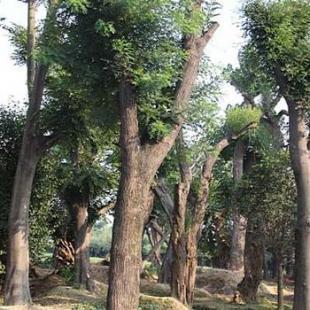 陜西國槐小苗家園苗木培育基地直接供應_農副產品_世界工廠網