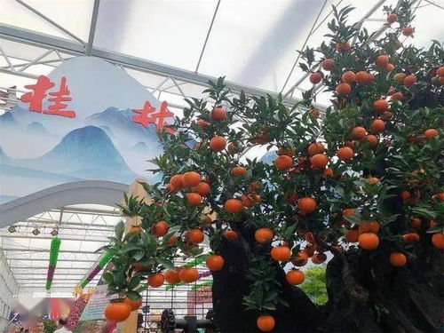 廣西大力發展花卉苗木產業