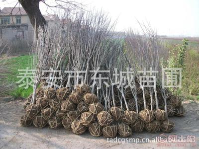 【批發(fā)石榴樹,泰安石榴苗,3公分石榴樹、薄殼核桃苗,5公分石榴樹】泰安市泰山區(qū)東城林果苗木繁育場 - 產(chǎn)品庫