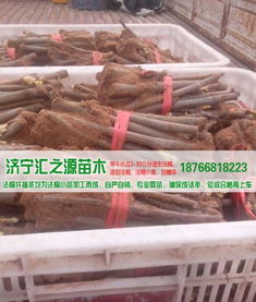 法桐扦插棒批發價格