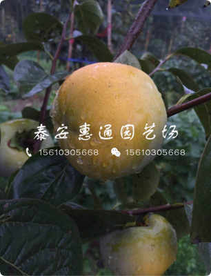 黑色柿子樹苗生產廠家 黑色柿子樹苗訂購優惠新聞