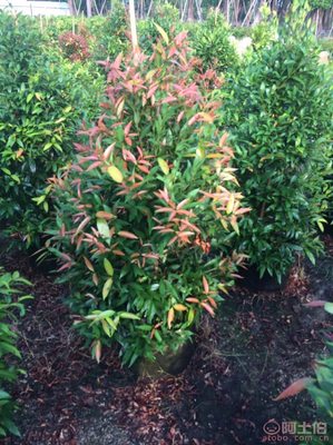 【江西綠化苗木袋苗紅車、農戶種植】綠化苗木,價格,廠家,供應商,花木,龍海市東泗興輝園藝場 - 產品庫