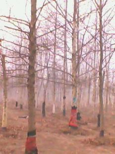 河北苗木基地@法桐苗木%法桐基地13180261128_農副產品_世界工廠網