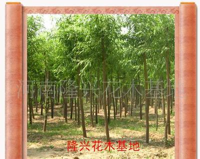 【打造價(jià)銷售花卉苗木一條龍服務(wù)(圖)大葉女貞】價(jià)格_廠家_圖片 -