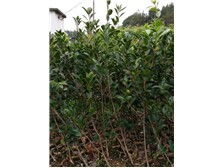 溫江鈞滔園林苗圃產品展示