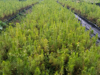 忻城苗木栽培正當時 林業(yè)產業(yè)促脫貧